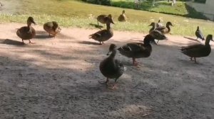 Ути в Павловском парке 2024 г.