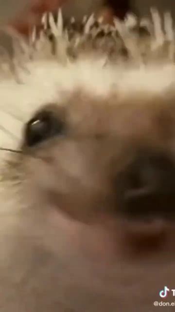 А какой боярышник принимаете вы? смотреть онлайн