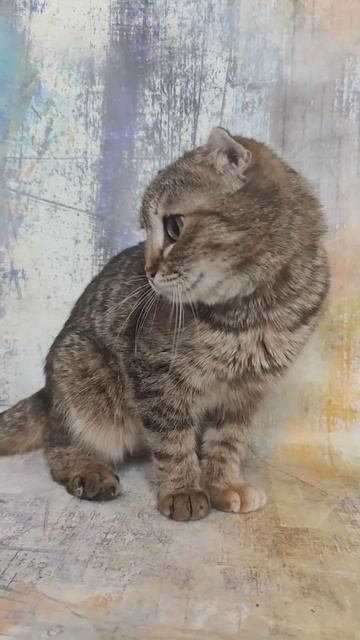 Охре нужен дом. #cat #cats #animals #kitten #pet #котенок #кошка #коше? смотреть онлайн