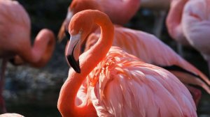 О редких животных мира: Чудо - Розовый фламинго