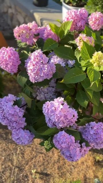 Моя невероятно красивая крупнолистная гортензия! Как смотреть онлайн