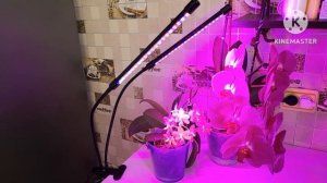 Подсветка для ОРХИДЕЙ.Фитолампа.#орхидея #фитолампа #ц