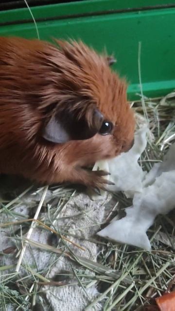 Капусту вкуснее есть с рук смотреть онлайн