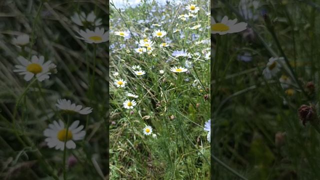 Ромашка аптечная,сбор и ее целебные свойства смотреть онлайн