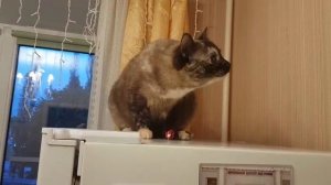 Леся и Сёма - Любимая шуршалка