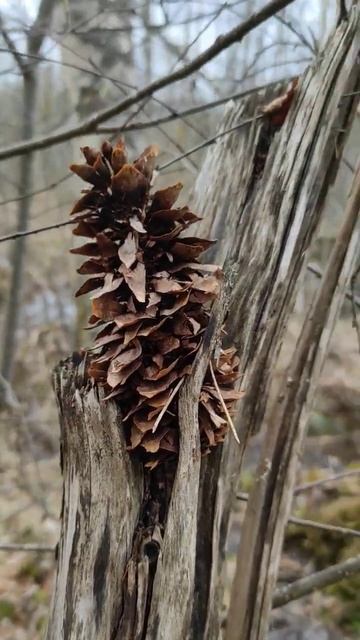 вопрос к Знатокам (шишки) смотреть онлайн