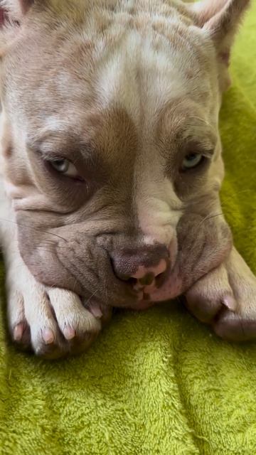 Милые американские булли. Булки, плюшки как они есть. С смотреть онлайн