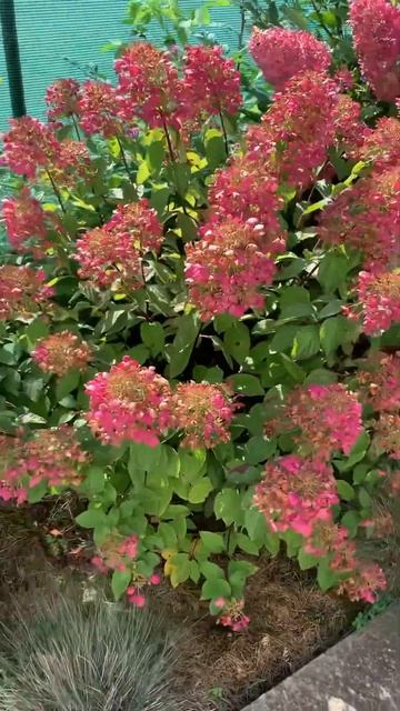 #diamante #rouge #hydrangea #paniculata #flowers #гортензия #garden #гортензія #s смотреть онлайн