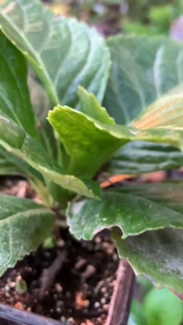🤔🌸🌿Где цветущие почки #macrophylla #hydrangea #hortensia #garden #hydrange смотреть онлайн