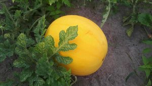 арбуз Подарок Солнца в центральном регионе