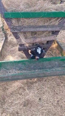 Камерунская козочка застряла 🐐