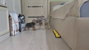 щенки бульдожки