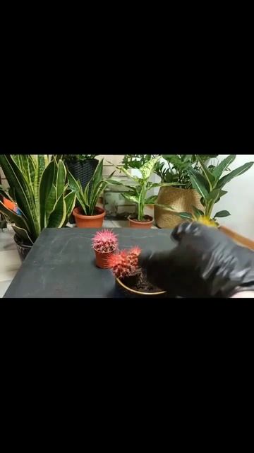 Кактусы. Пересадка кактусов