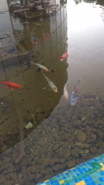 Пруд с рыбками у торгового центра в Израиле смотреть онлайн