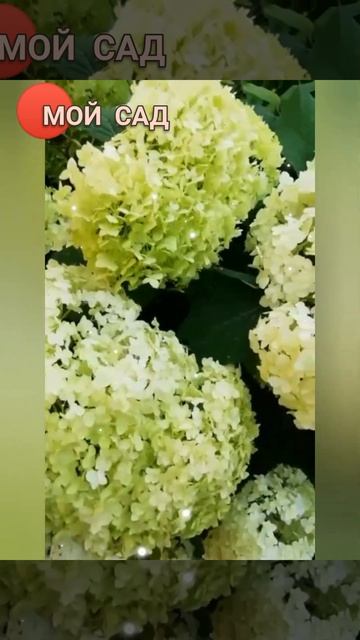 🌿 МОЙ САД#ГОРТЕНЗИЯ древовидная#Delight #Shorts смотреть онлайн