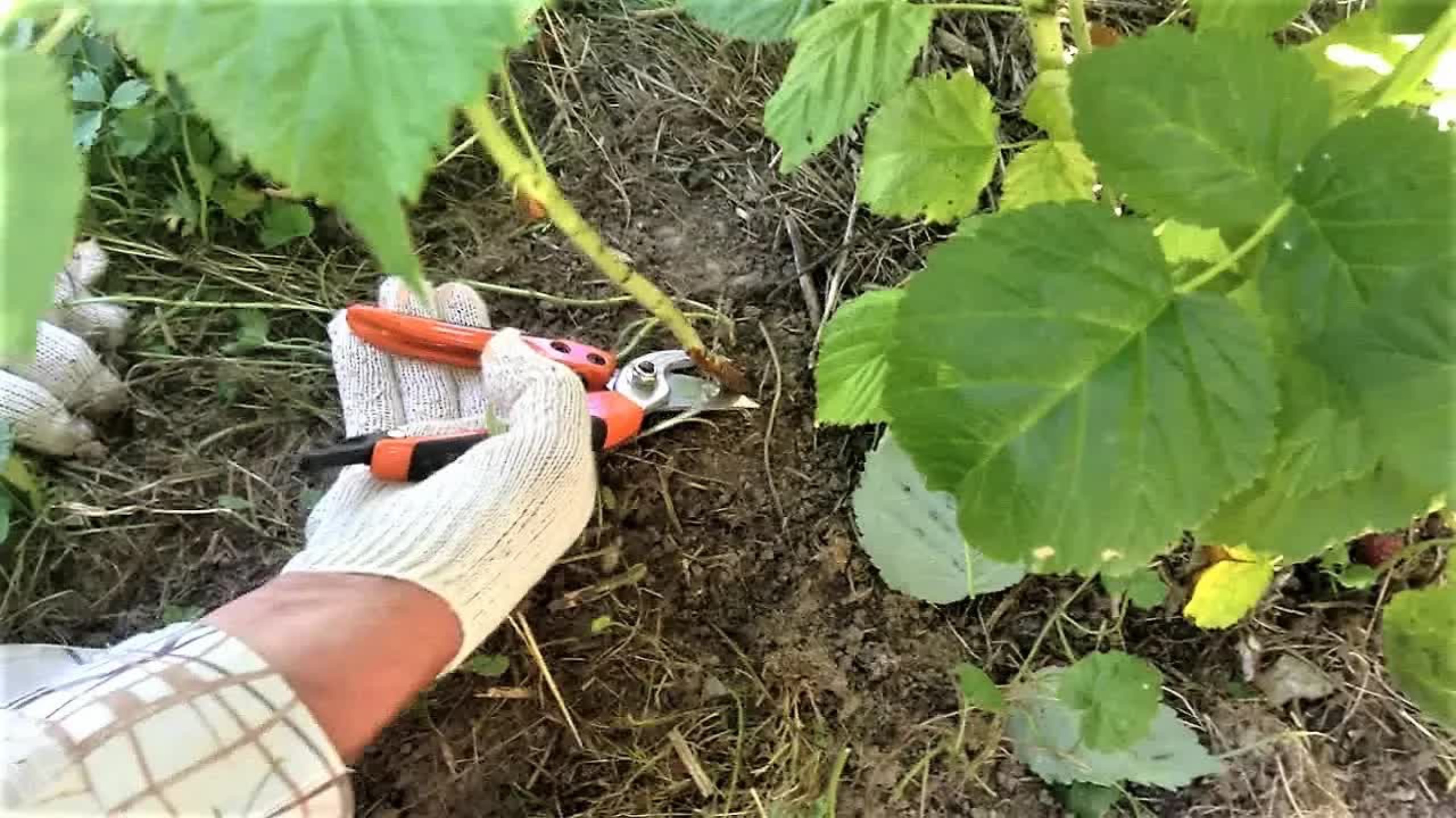 Как обрезать малину, чтобы малины было много