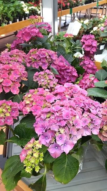 гортензия смотреть онлайн