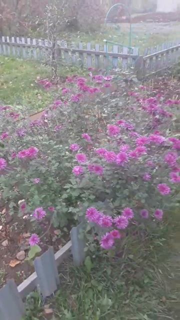 ХризантЭмки ...октЯбринки😍😍😍 смотреть онлайн