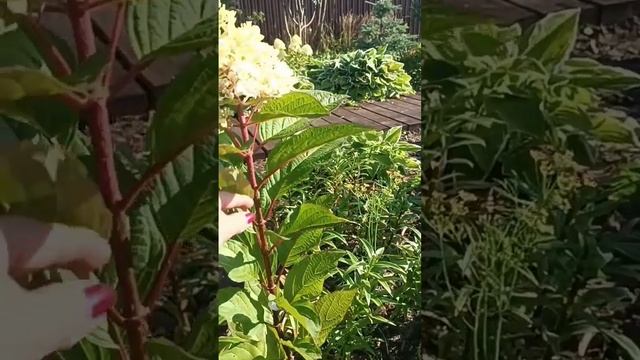 Обзор по гортензиям. Выявляю пересорт. смотреть онлайн