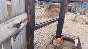 дует ветер, у меня аллергия, пойдём на поле попоить коз