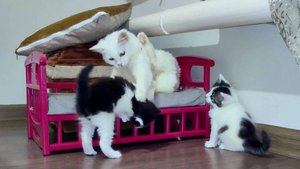 Мать-кошка воспитывает своих котят, потому что мать любит своих котят.