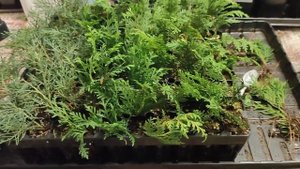 укоренилась туя, пересаживаю. 25.06.24