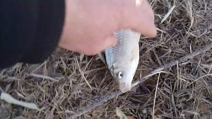 Рыбалка в Бишкеке в Манасе.Поймали очень много рыбы разного калибра.