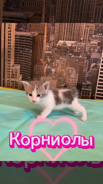 Ягодка. Курильский бобтейл. Пока свободна