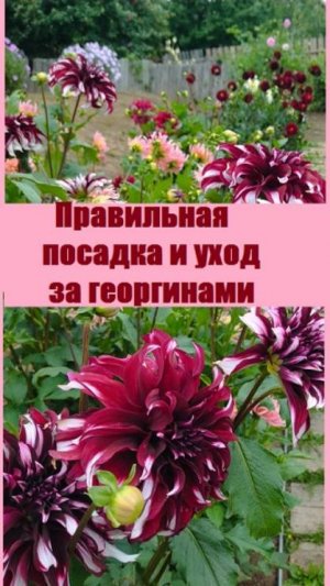 Как правильно ПОСАДИТЬ ГЕОРГИНЫ и ухаживать за ними?