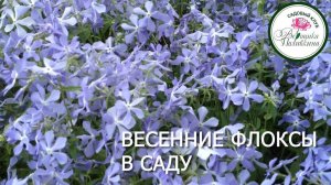 ВЕСЕННИЕ ФЛОКСЫ