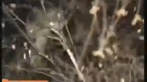 Солдат спас кота   то самое спасение кота барсика