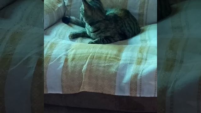 Твои глаза, как два фонарика)) #кошки #фонарики #моезвер смотреть онлайн