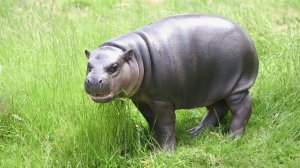 О редких животных мира: Бегемот карлик