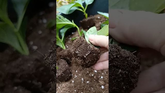 Как укоренились черенки крупнолистной гортензии. смотреть онлайн