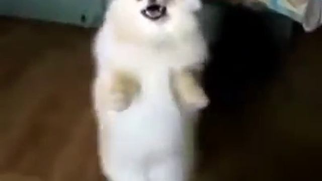 Танец шпица смотреть онлайн