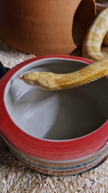 У меня есть две работы #таиланд #моипитомцы #маисовыйп? смотреть онлайн