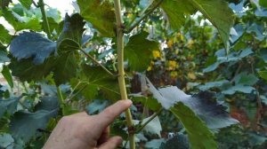 Виноград кишмиш Пандора.