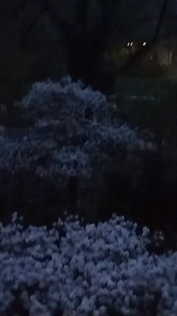 #весна #утро 4 часа # Бремен # смотреть онлайн