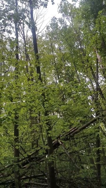 Верхушки деревьев. Пение птиц