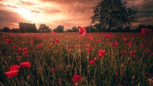 Нас двадцать миллионов (Расул Гамзатов)