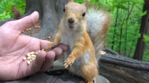 Толстая ест орешки. Зарисовка