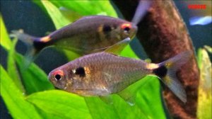 Рыбка Тетра Фонарик Содержание в аквариуме Разведени?