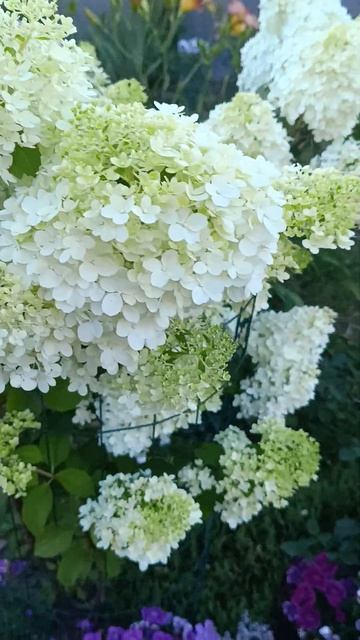 гортензия метельчатая Диамантино смотреть онлайн