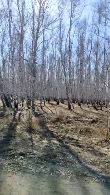 апрельские березы смотреть онлайн