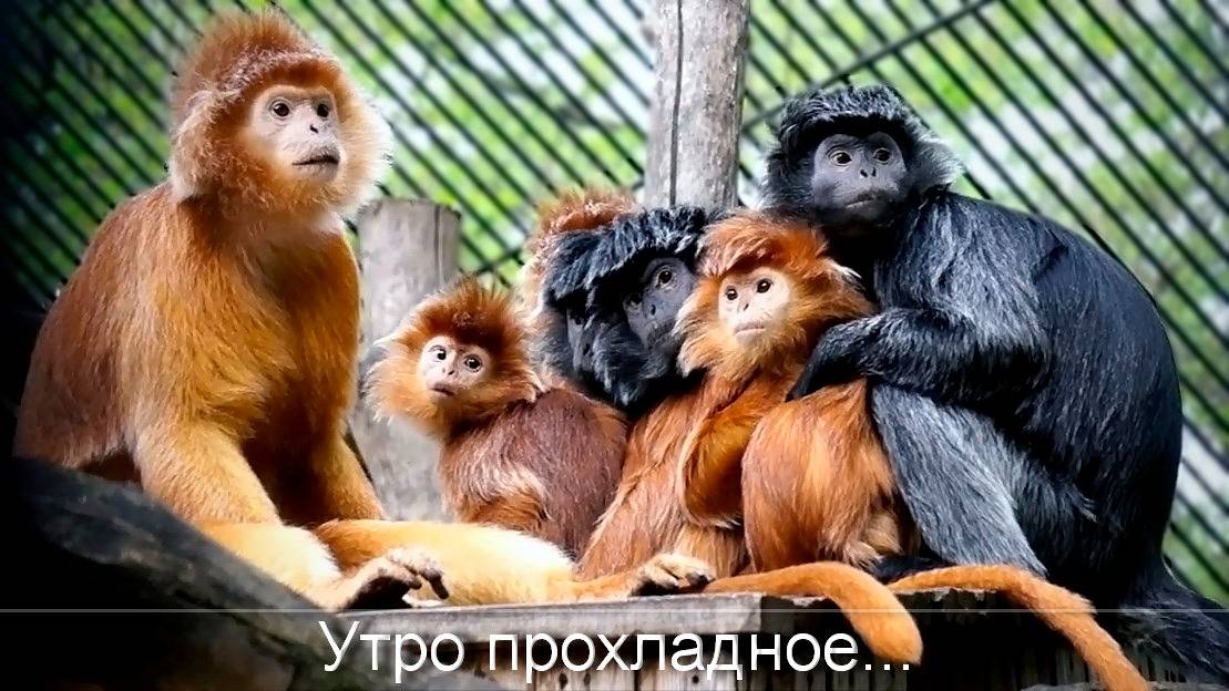 От рыжика до уголька в семействе яванских лангуров.