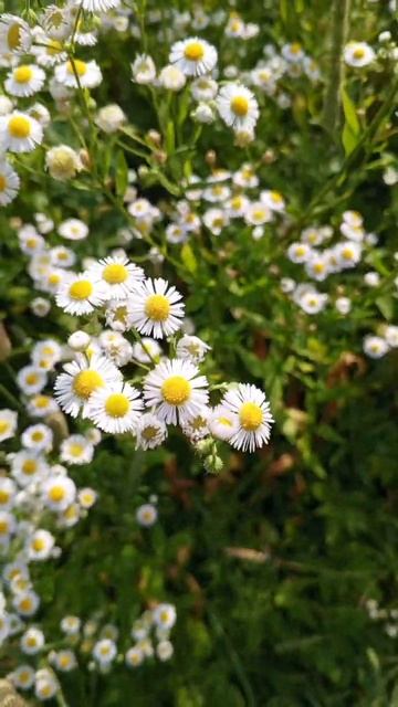 Не получается, но хочет быть как #ромашка 😉 #цветок #бо смотреть онлайн