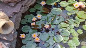 мой маленький, маленький сад