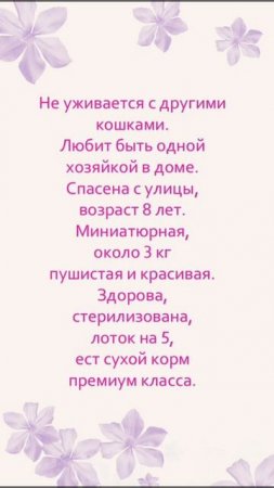 💖 Кошка Маруся ищет дом одним животным. 💖