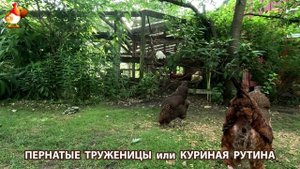 Куры несушки свободного выгула и их обычная куриная рутина – эпизод (272)