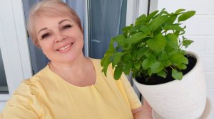 МЯТА, ПОЛОЧКИ, НОСКИ